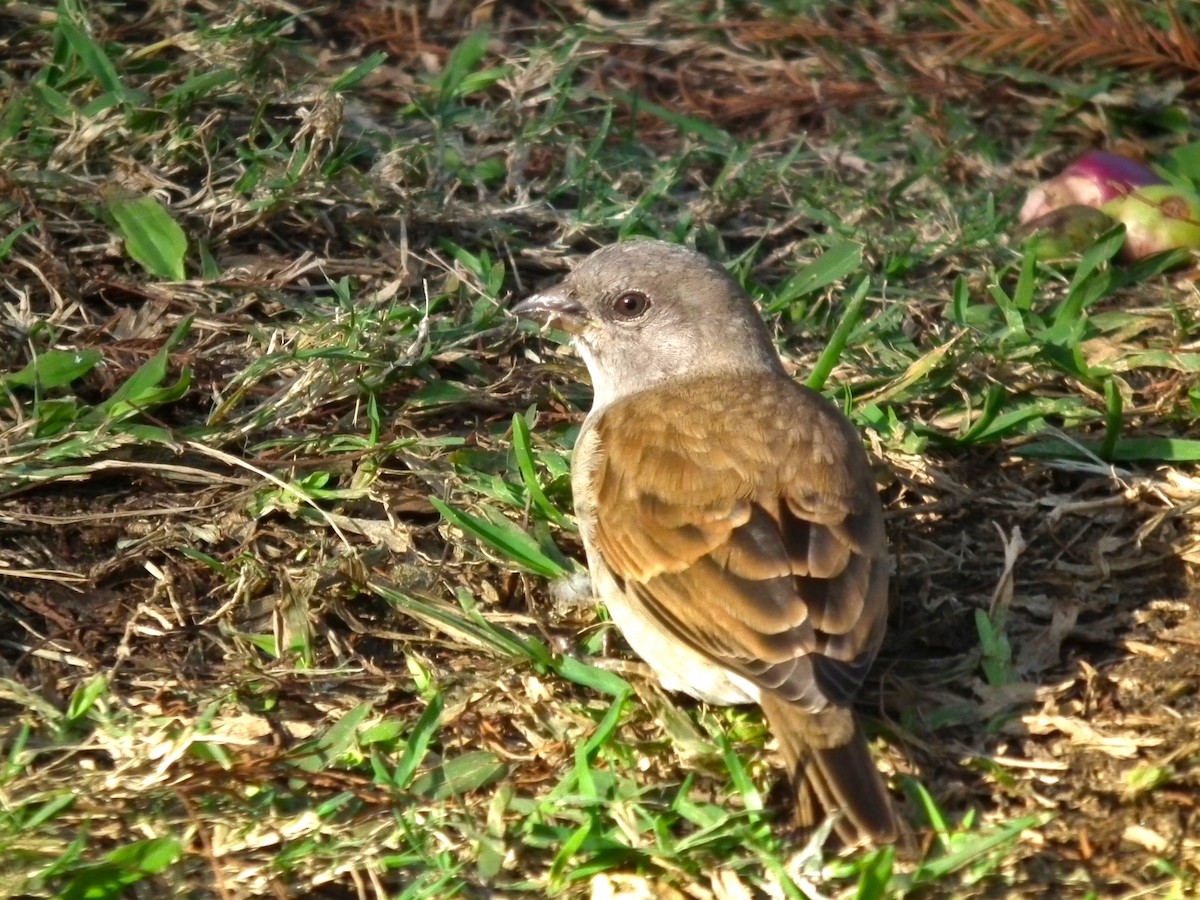 Горобець блідий - ML644050038