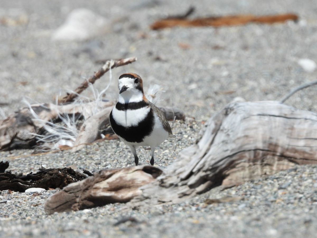 Pluvier des Falkland - ML644050040