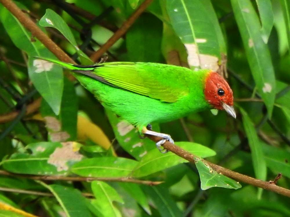 Bay-headed Tanager - ML644050050
