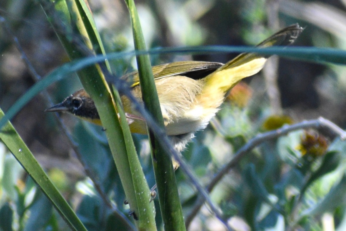 Common Yellowthroat - ML644050055