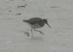 shorebird sp. - ML644050059