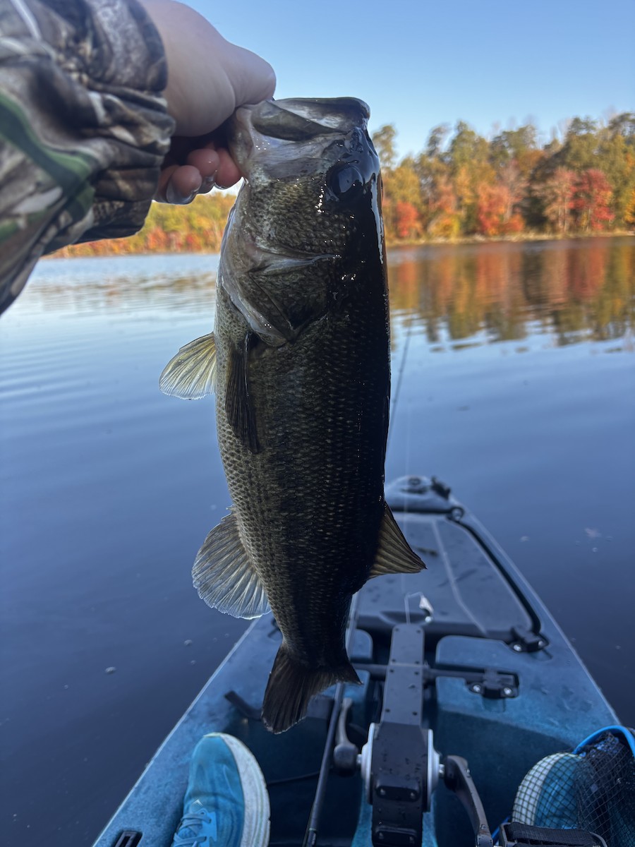 Largemouth Bass - ML644050070
