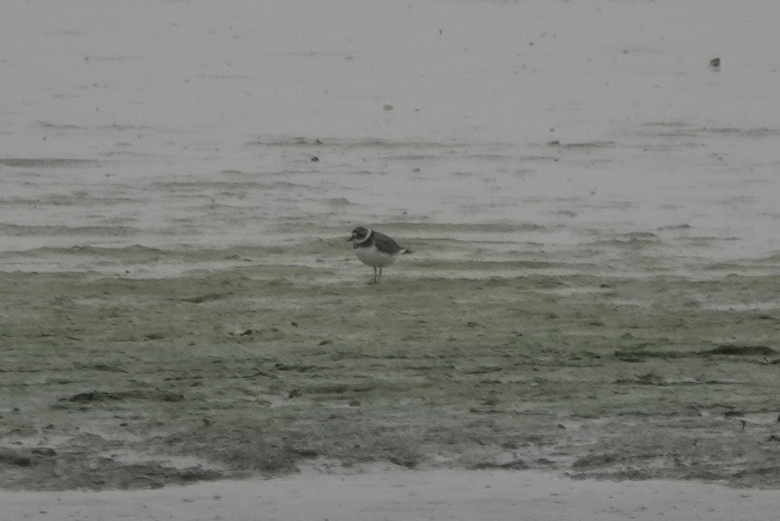 Common Ringed Plover - ML644050074