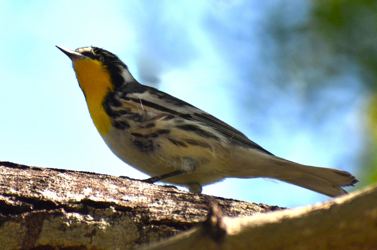 Yellow-throated Warbler - ML644050075