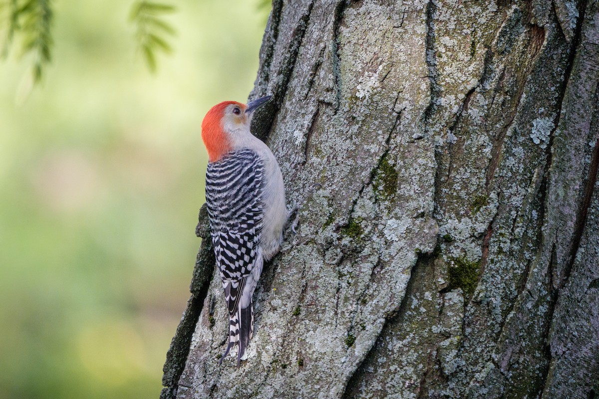 Red-bellied Woodpecker - ML644050084