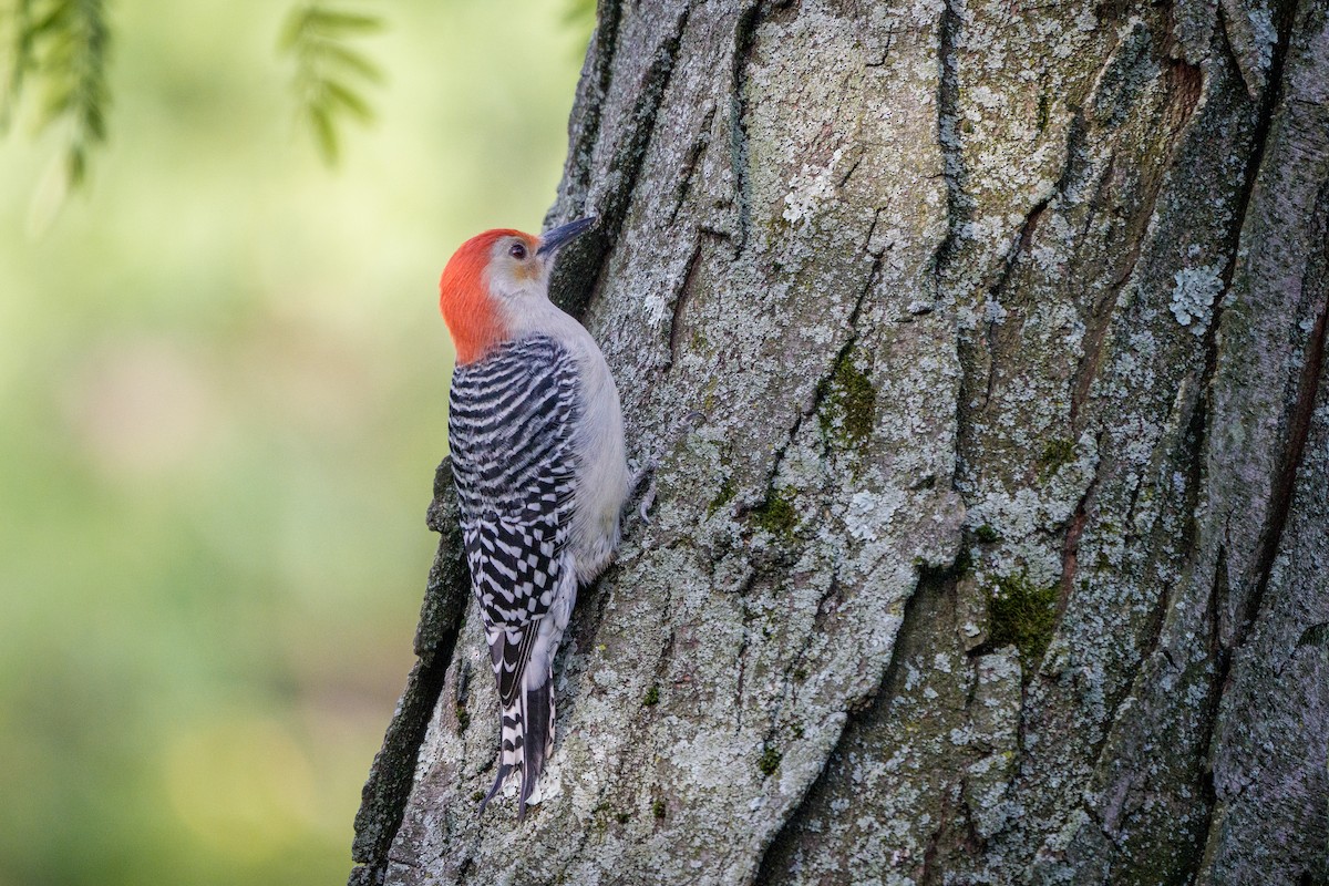 Red-bellied Woodpecker - ML644050085