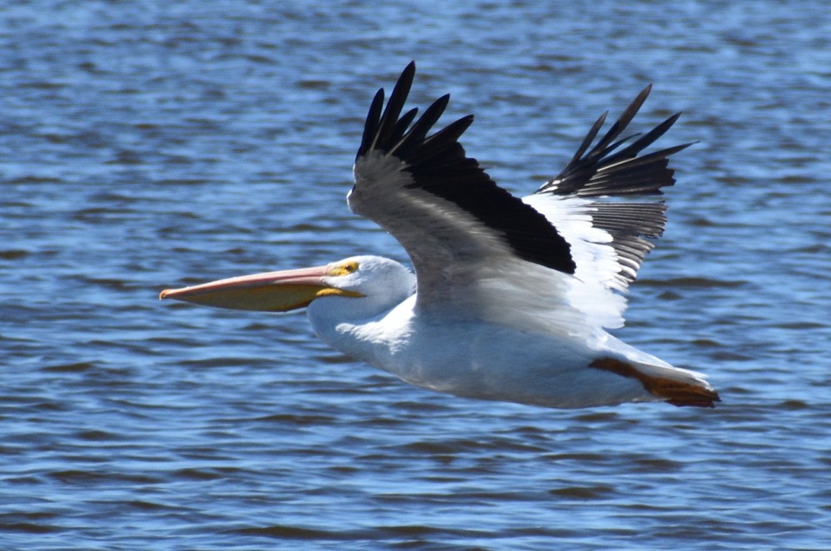 American White Pelican - ML644050092