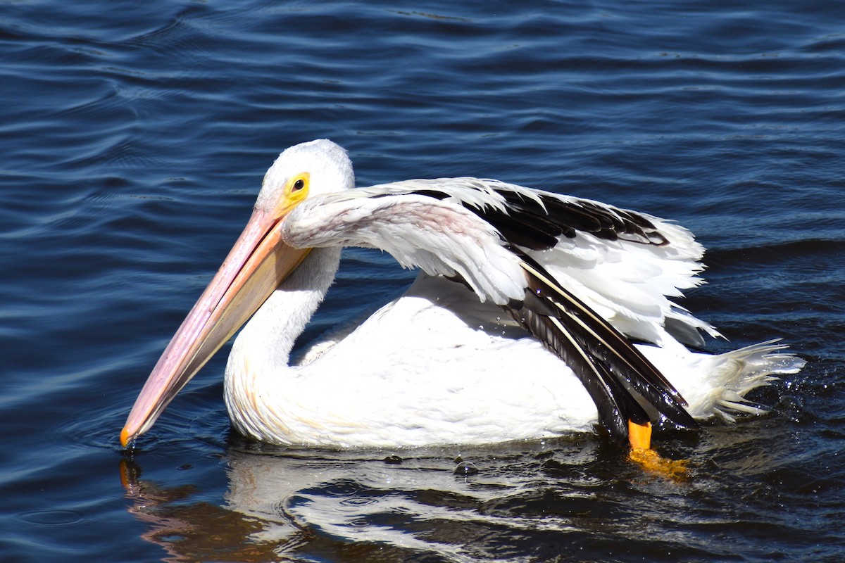 American White Pelican - ML644050093