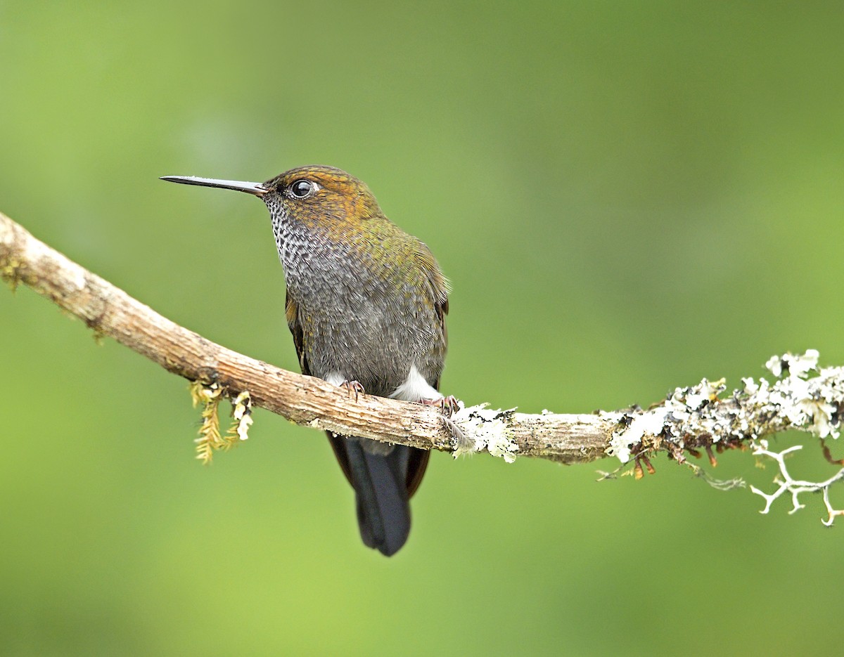 Hoary Puffleg - ML644050099