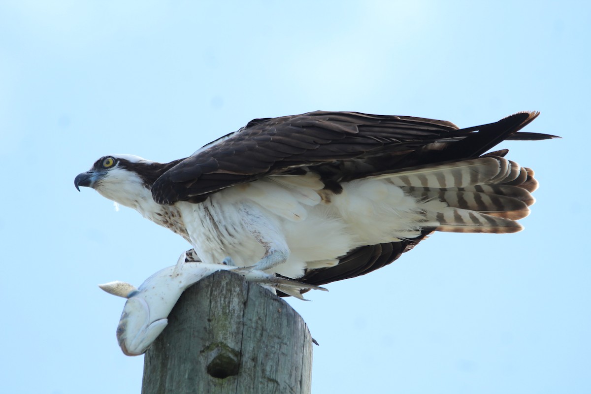 Osprey - ML644050101