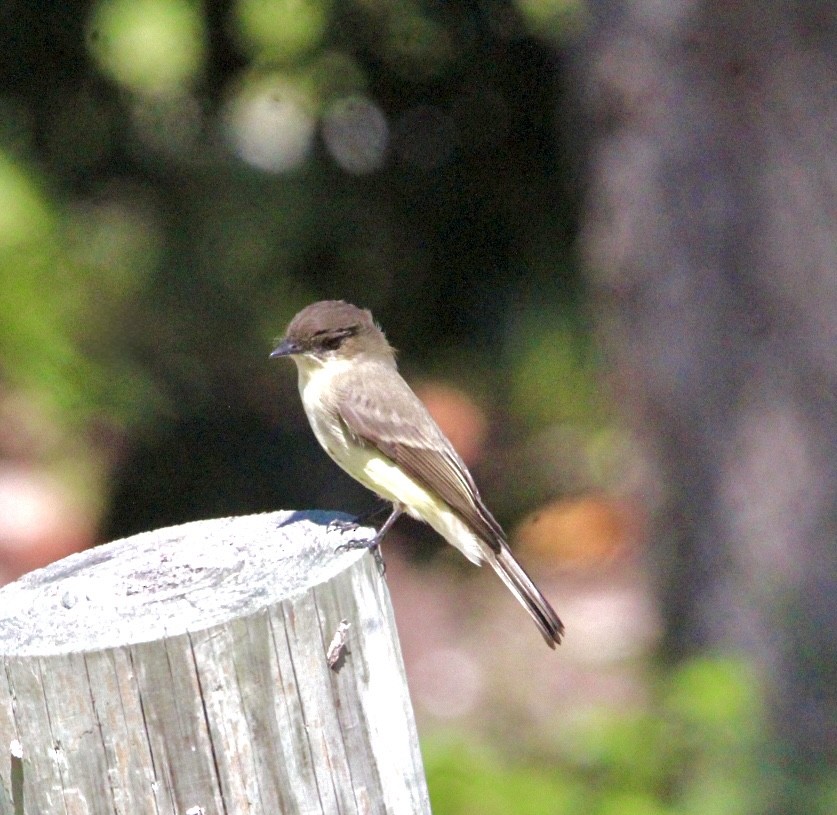 Eastern Phoebe - ML644050124