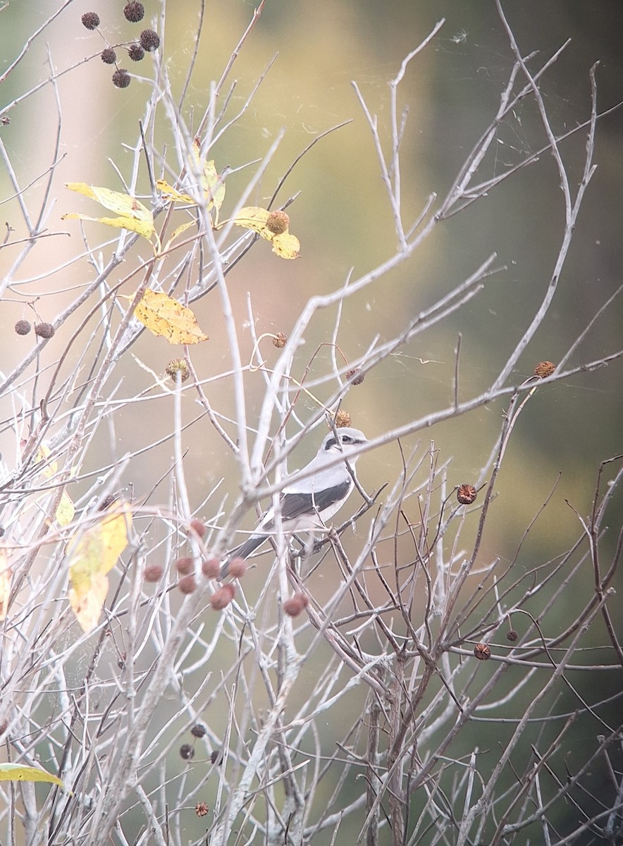 Northern Shrike - ML644050130