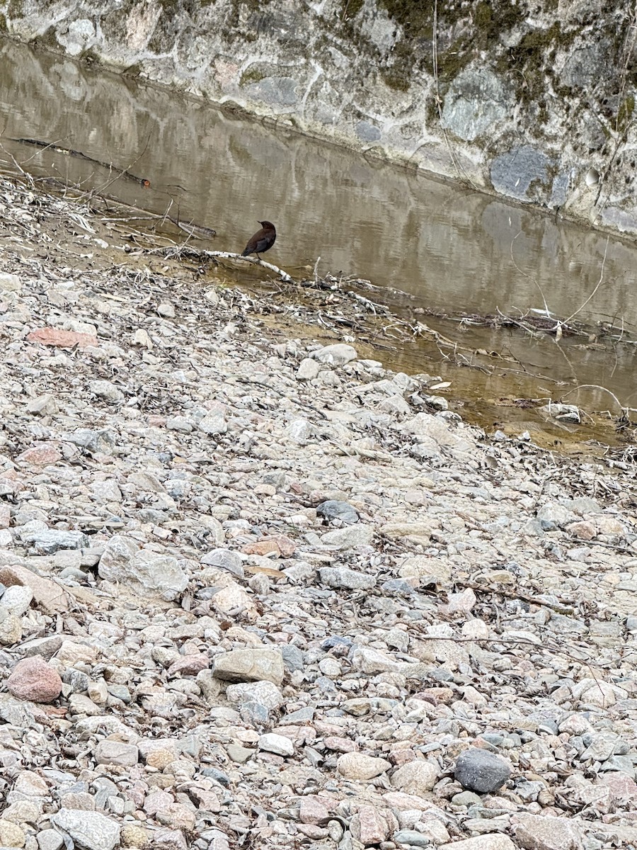 אמודאי אסייתי - ML644050131