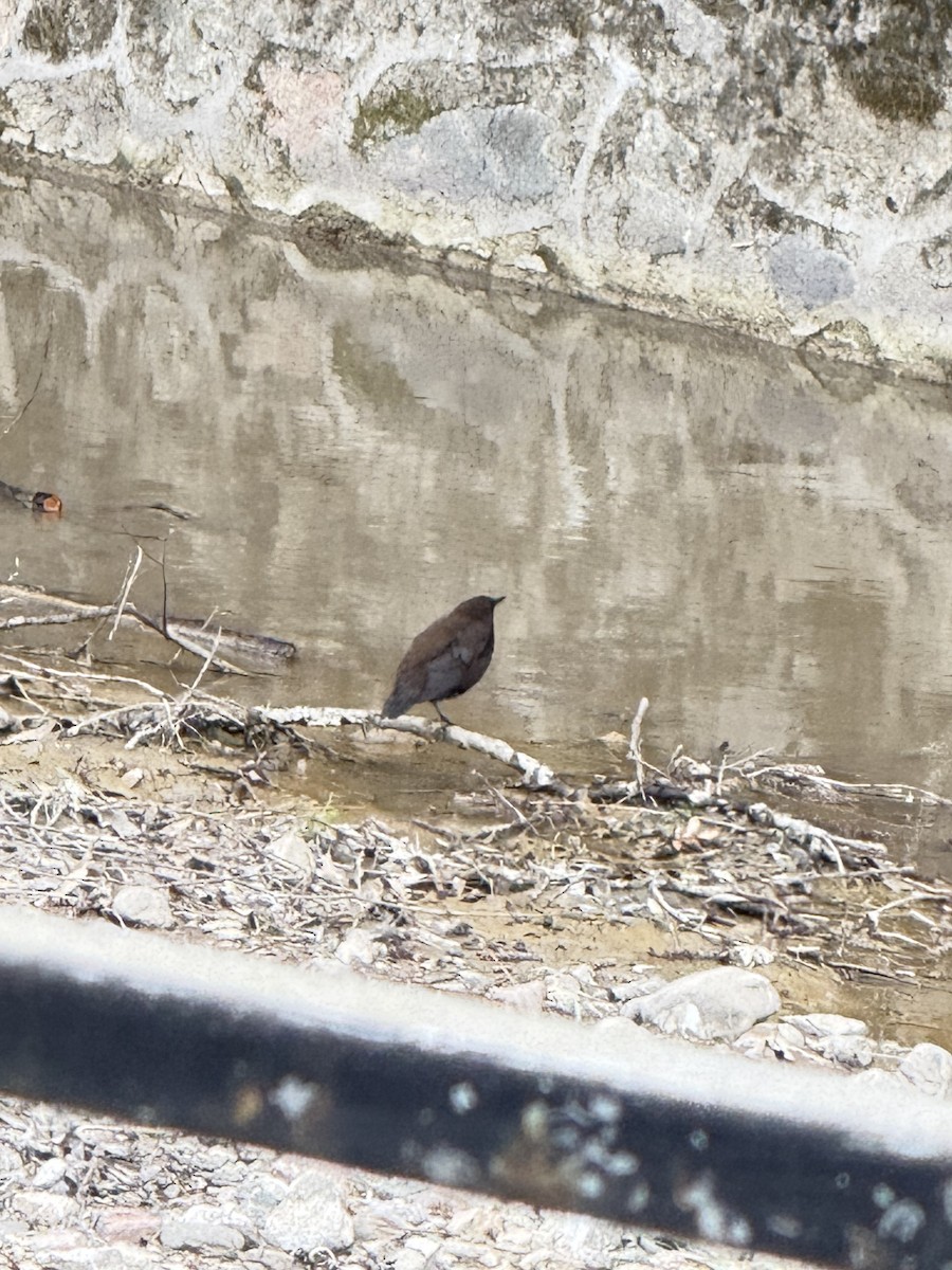 אמודאי אסייתי - ML644050132