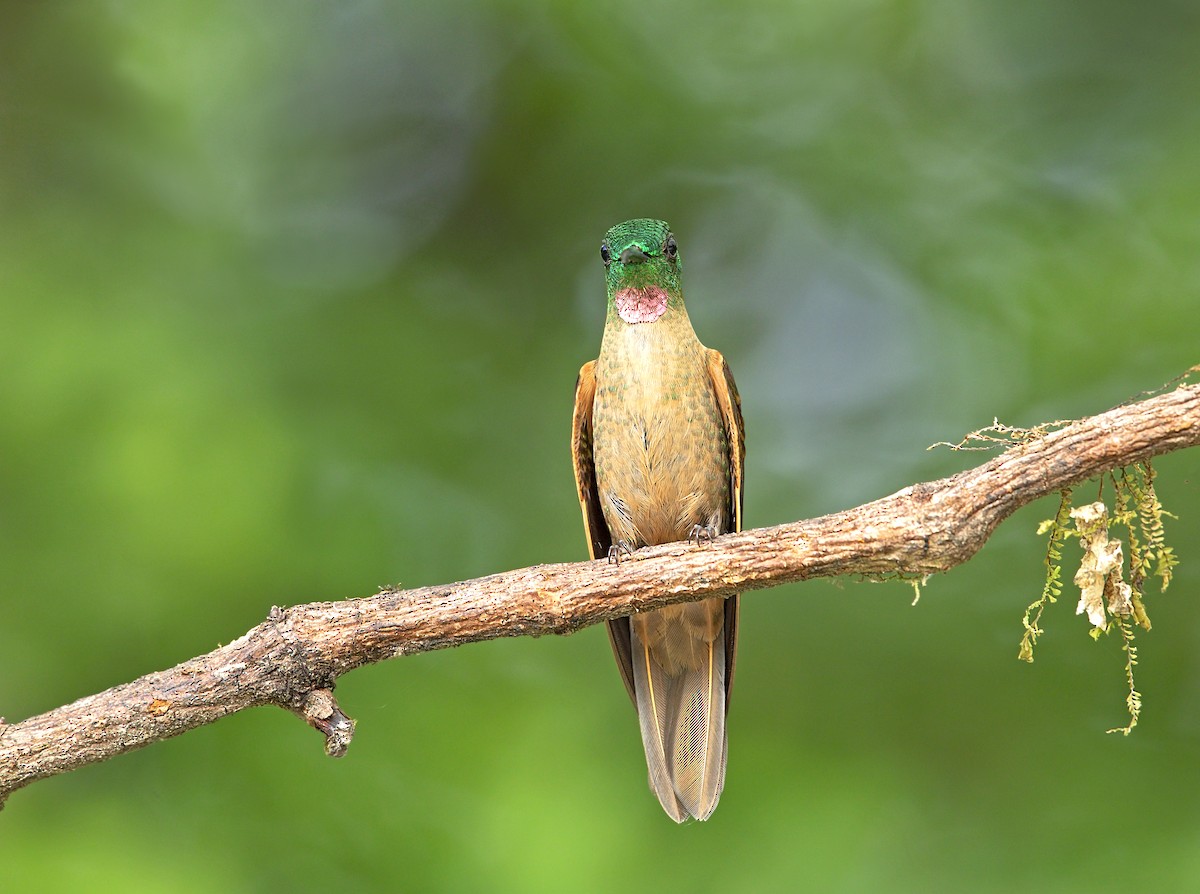 Fawn-breasted Brilliant - ML644050136