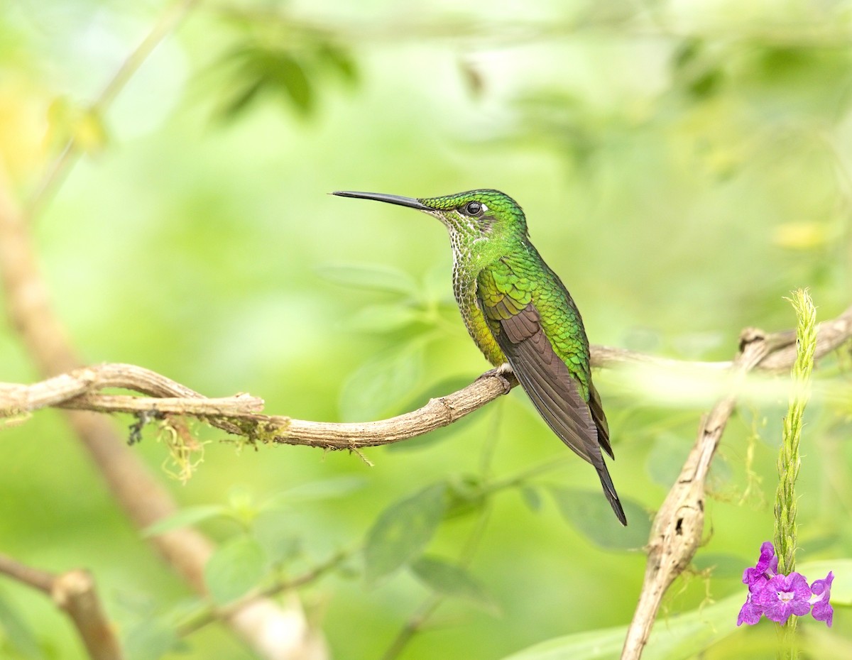 İmparator Pırıltı - ML644050138