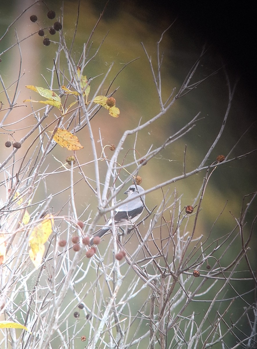 Northern Shrike - ML644050141
