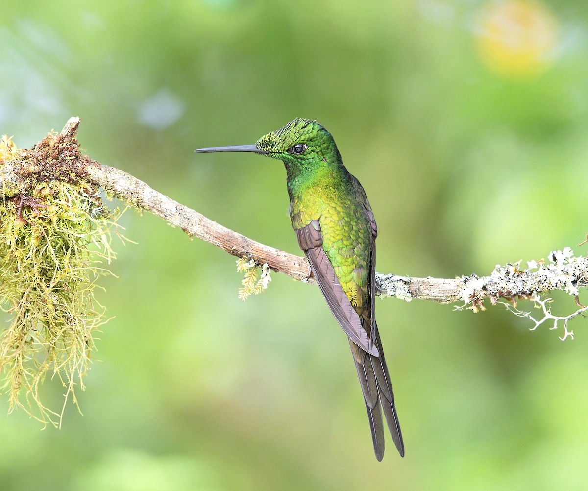 İmparator Pırıltı - ML644050142