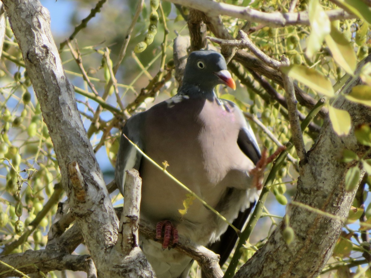 Ойн тагтаа - ML644050143