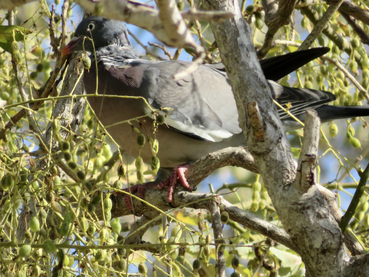 Ойн тагтаа - ML644050144