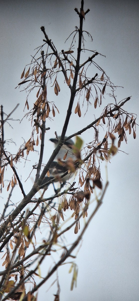 Northern Shrike - ML644050154