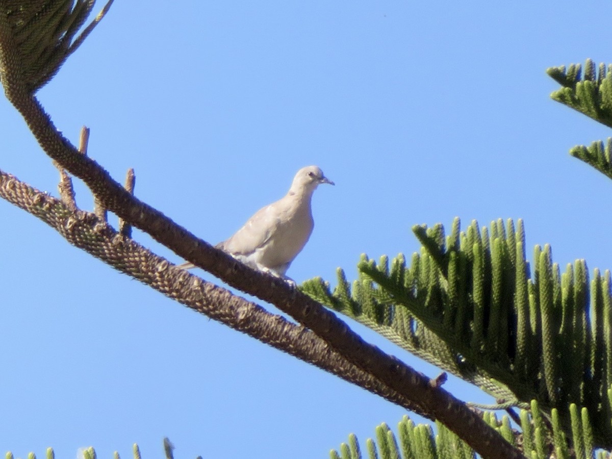 Буулгат хүүрзгэнэ - ML644050157