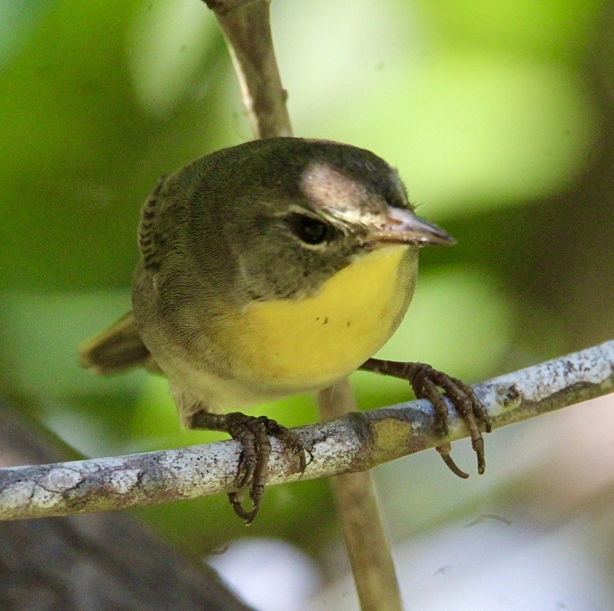 Common Yellowthroat - ML644050159