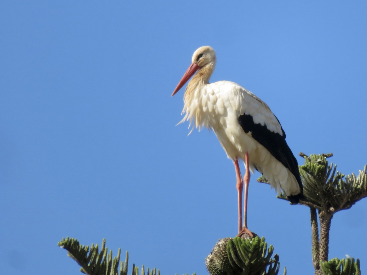 White Stork - ML644050177