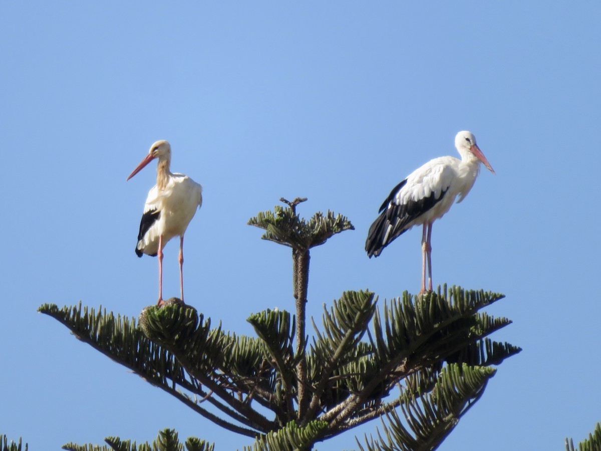 White Stork - ML644050178