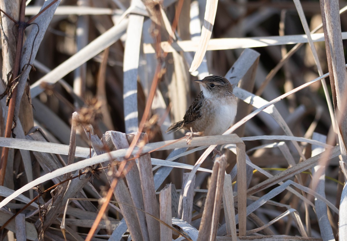 Sedge Wren - ML644050187