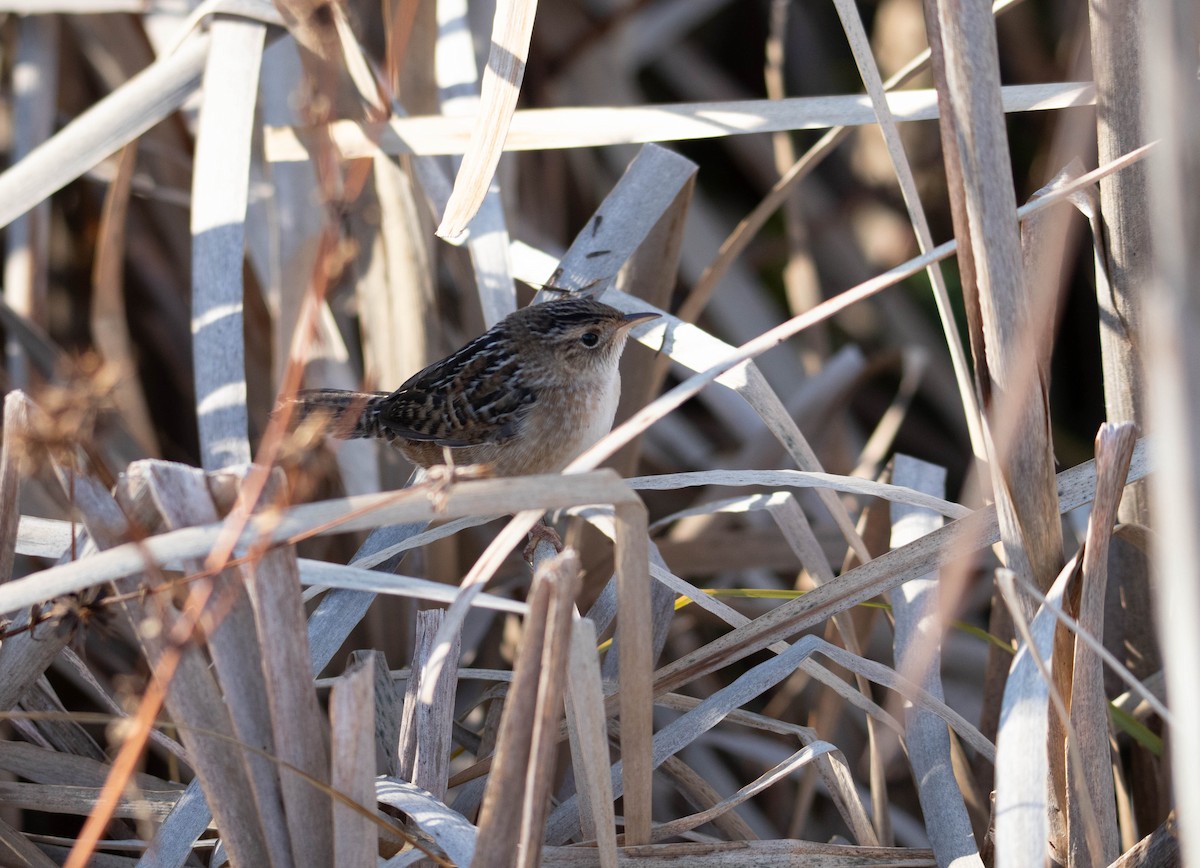 Sedge Wren - ML644050188