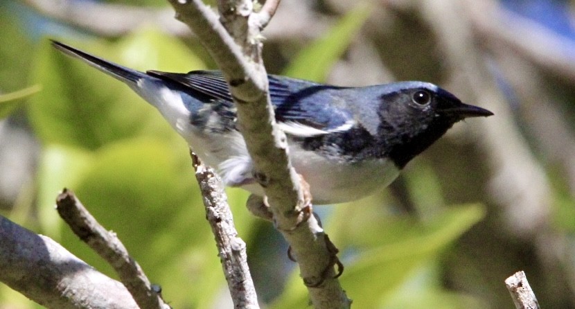 Black-throated Blue Warbler - ML644050193