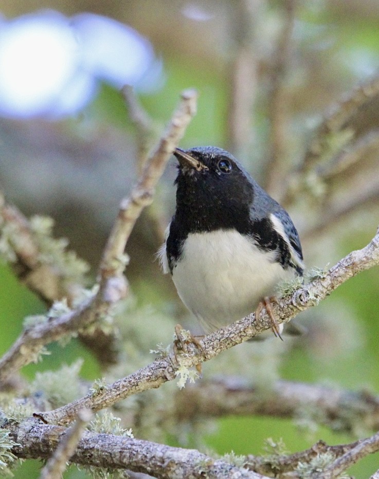 Black-throated Blue Warbler - ML644050194