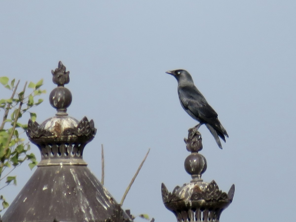 Харлаг хэрээ - ML644050197