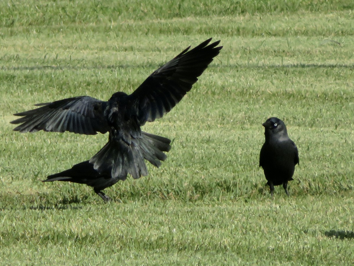 Харлаг хэрээ - ML644050198