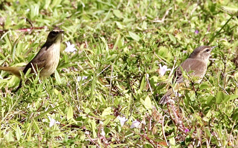 Palm Warbler - ML644050205