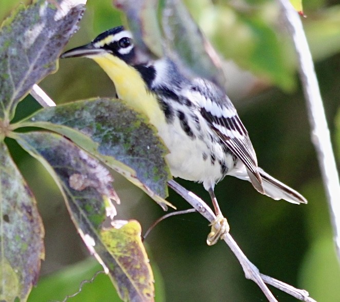 Yellow-throated Warbler - ML644050224