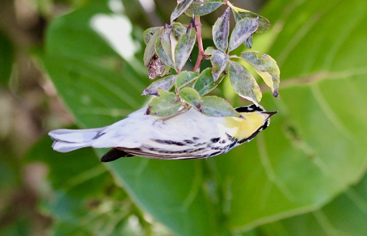 Yellow-throated Warbler - ML644050226
