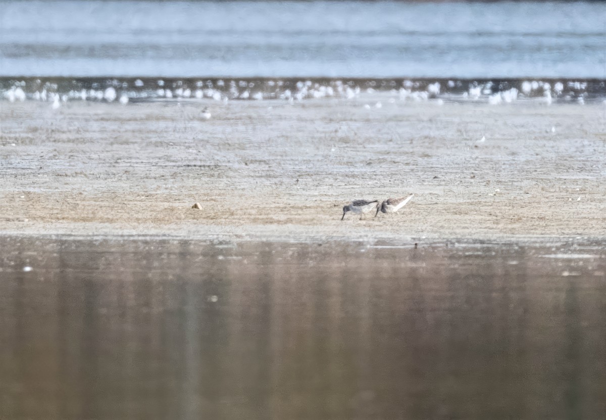 Hudsonian Godwit - ML644050230