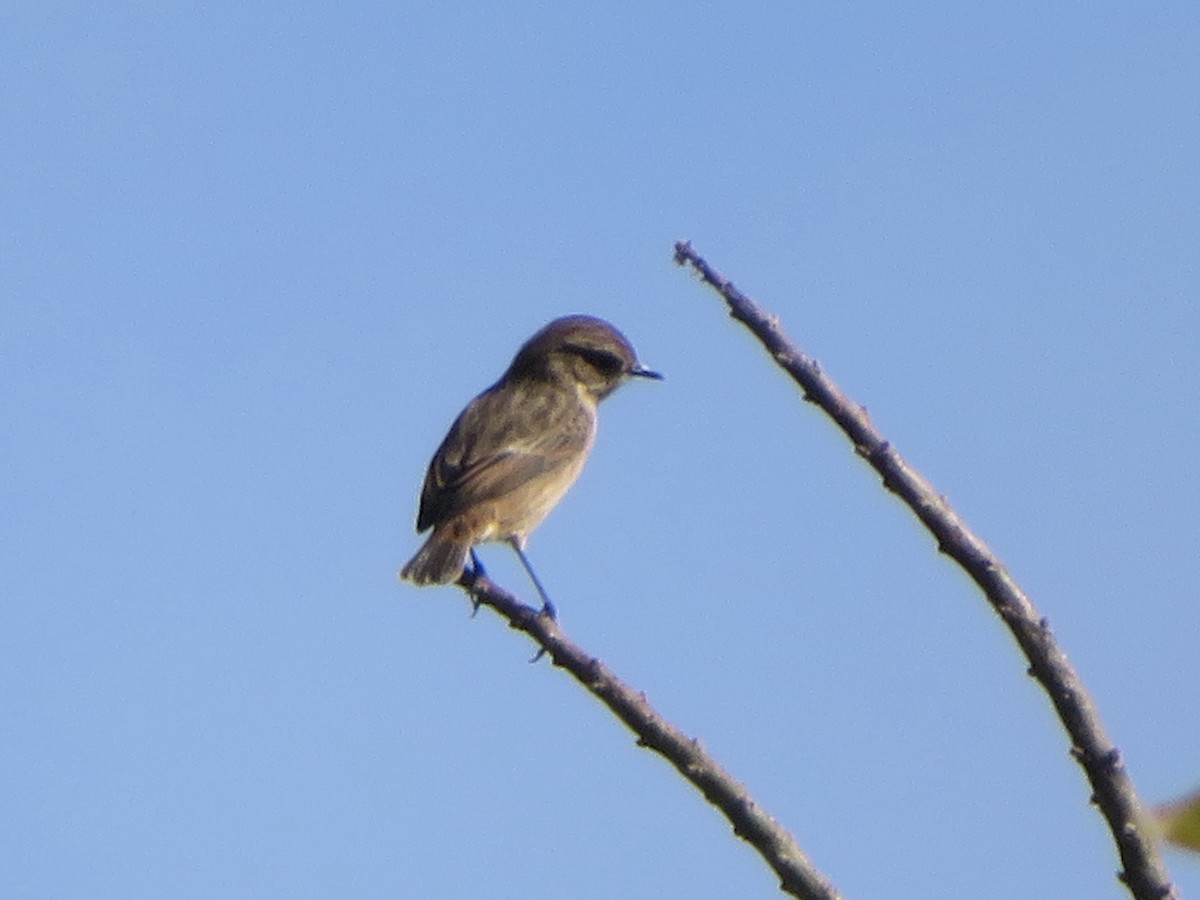 European Stonechat - ML644050238