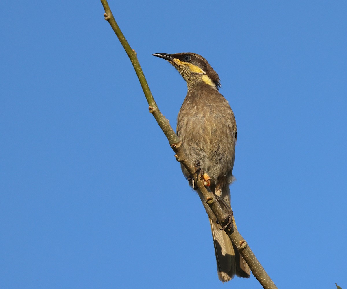 Медник мангровий - ML644050247