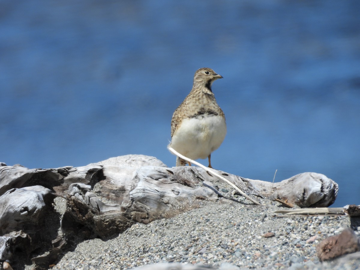 Least Seedsnipe - ML644050251