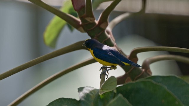 Thick-billed Euphonia - ML644050253