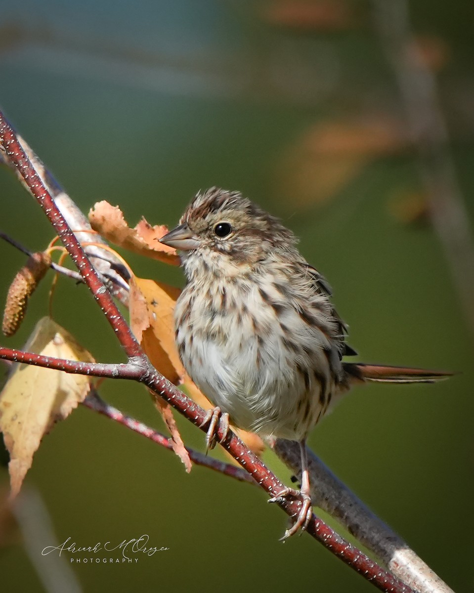 Song Sparrow - ML644050255
