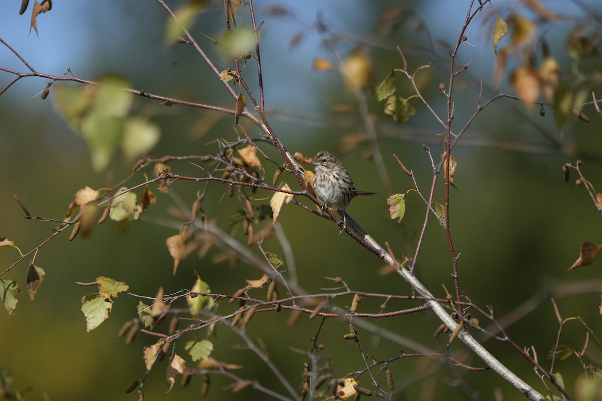 Song Sparrow - ML644050257