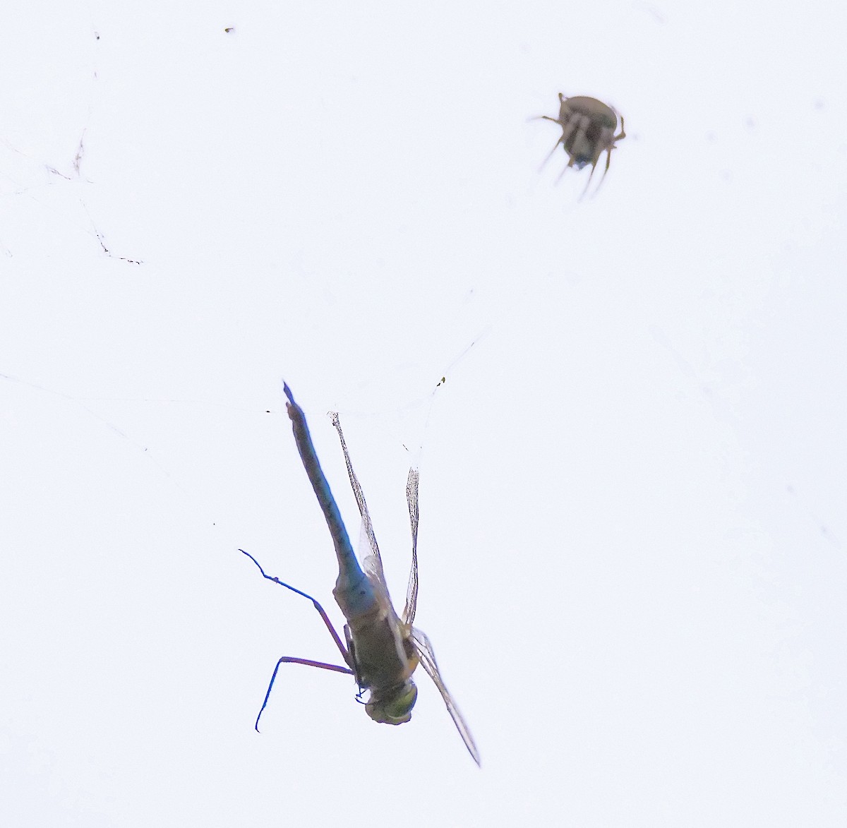 Animals - ML644050259