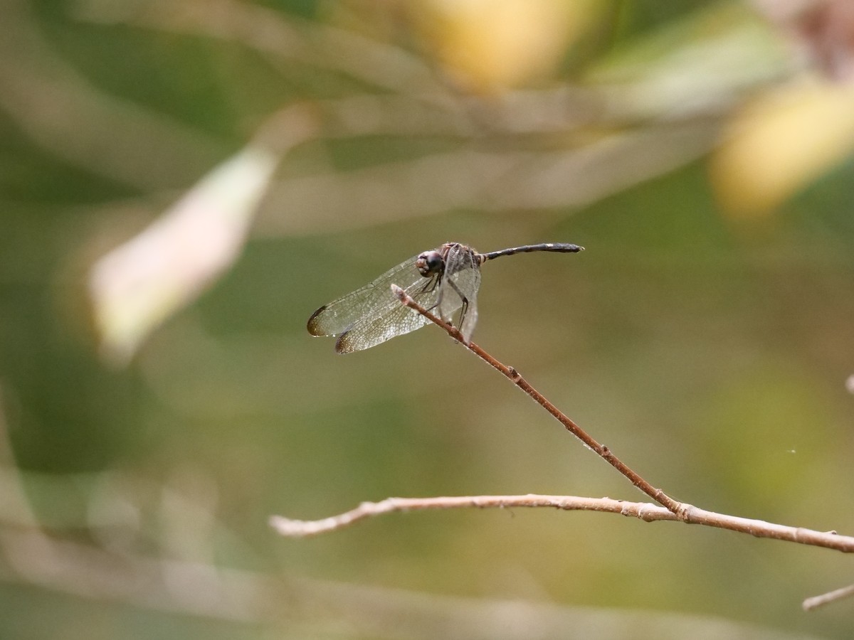 Insects - ML644050260