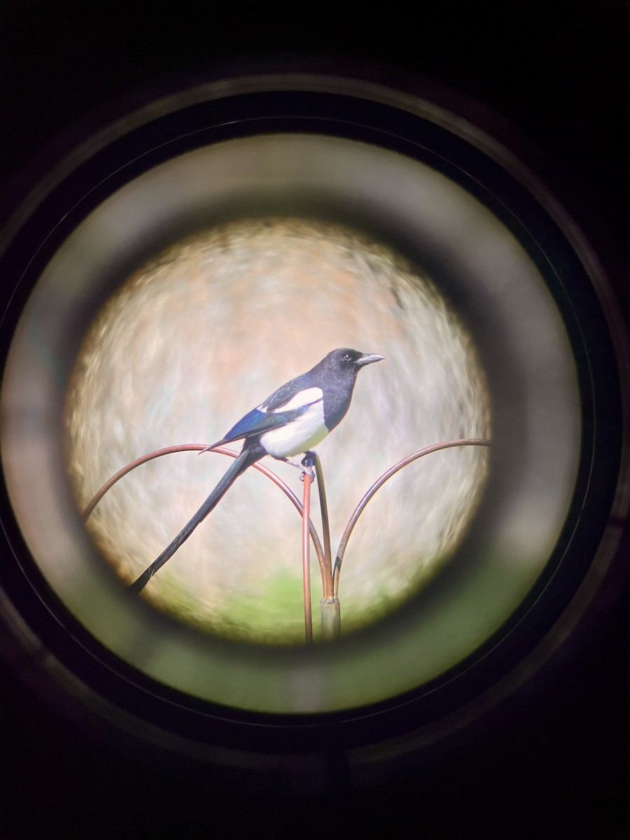 Black-billed Magpie - ML644050261