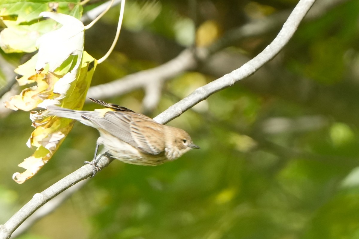 Yellow-rumped Warbler - ML644050270