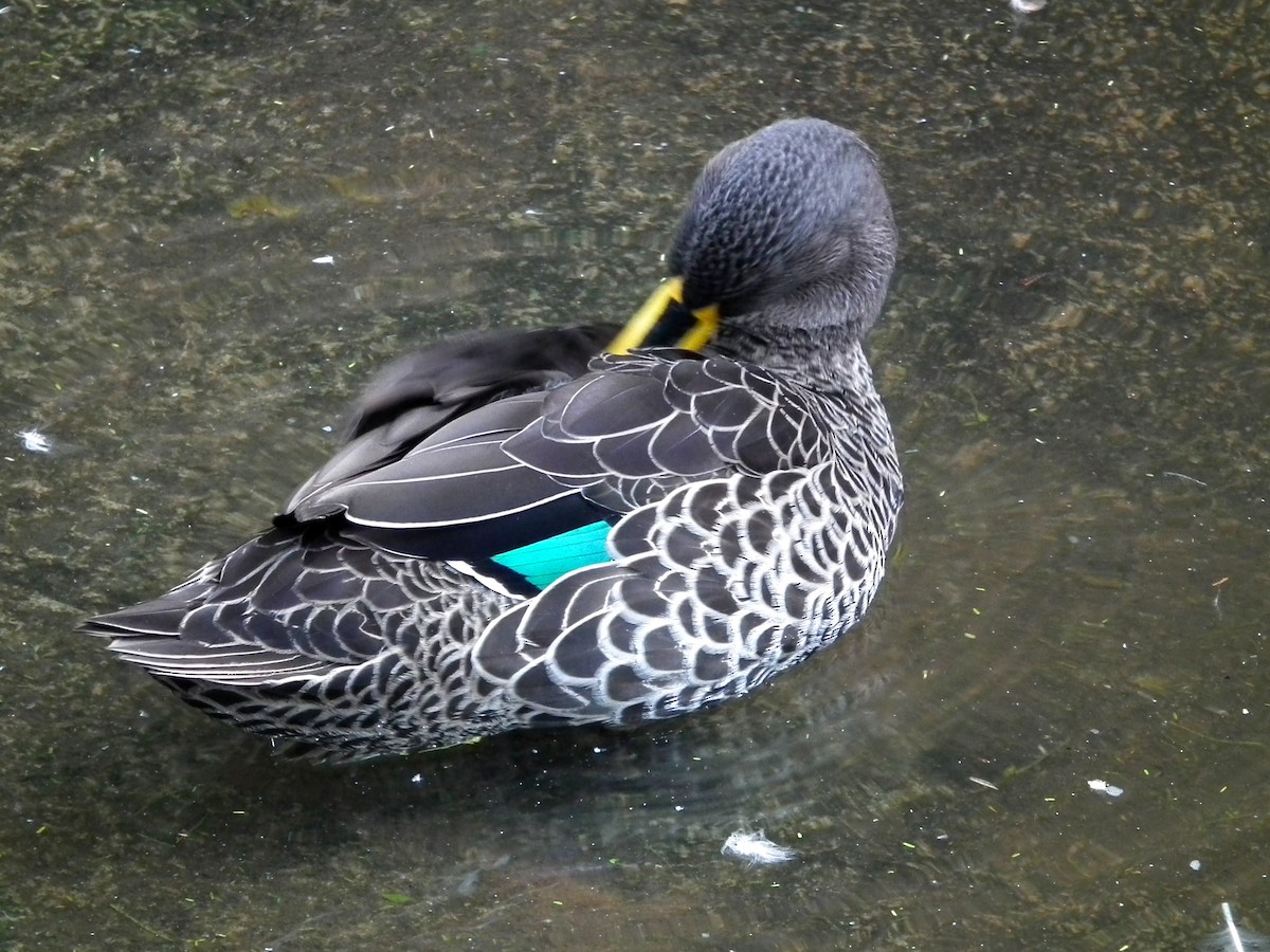 Canard à bec jaune - ML644050272